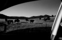 Cows on a field viewed from a car window.