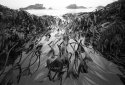 kelp at low tide