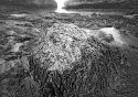 sea lettuce on rock at low tide