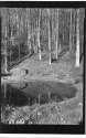 Upper pond and trees