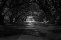 Oak Alley Plantation