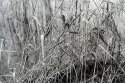 Grass