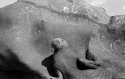 Walrus