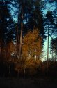 A tree glowing in the woods