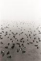 Ducks in Mist