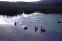 Geese
