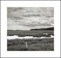 Salt Marsh