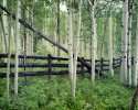 aspens