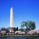 Cherry blossoms I