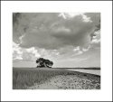 Lonely Trees