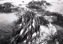minus tide on strawberry hill beach no. 2