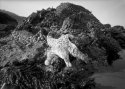 wasting seastar