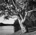 River Red Gum