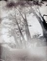 Old Cypress