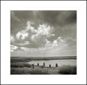 Six Posts, One Buzzard