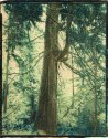 Cedar