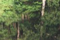 Reflections
