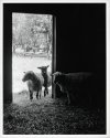 leicam4-2 summ50 15 8x10rcpaper elnikkor50 2015357
