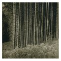 Fir trees- Vosges