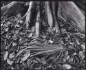 Palm frond, jungle floor