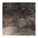 Gras