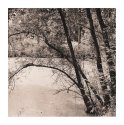 Baum am see
