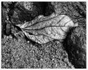 Fallen leaf, Rio Tatin, Izabal, Guatemala