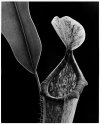 Detail of a pitcher, hybrid Nepenthes