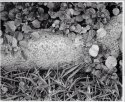 Grass, leaves, roots