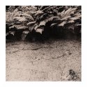 Fern Garden