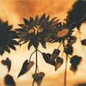 Pushing Up Daisies