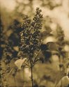 Lilac Lith