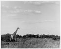Giraffe bull, Hwange, Zimbabwe