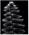 Fern frond
