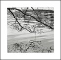 Branches