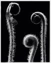Fiddleheads