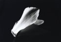 Flower study 2004 - 1