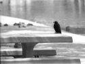 blackbird3