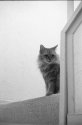 cat on the stairs