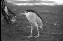 long beach bird