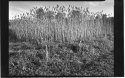 Sorghum sugar cane; stripped prior to cutting