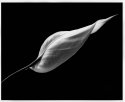 Spathiphyllum kochii