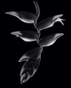 Heliconia rostrata