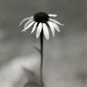 Coneflower