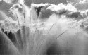 Fountain @ Versailles