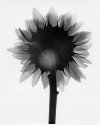 Sunflower, backlit
