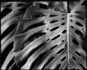 Monstera, leaves, first rain