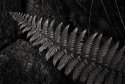 Fern Detail