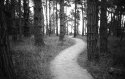 Path on Point Lobos