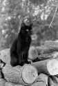 On the wood pile
